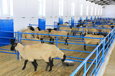 健坤牧業(yè) 現(xiàn)代化畜牧產(chǎn)業(yè)發(fā)展的探索者與實(shí)踐者