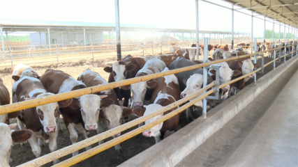 高臺 肉牛產(chǎn)業(yè)勢頭強(qiáng)勁，畜牧設(shè)備技術(shù)開發(fā)助力鄉(xiāng)村振興